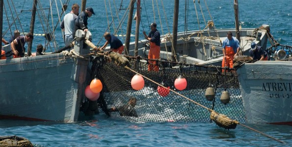 ​Un laberinto que captura atunes