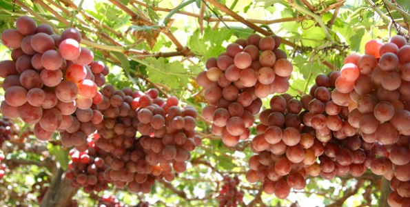 En 2014 se disparó la exportación de uvas