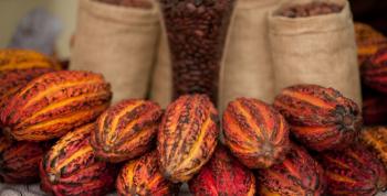 Cacao, quinua, castañas y maca lo más demandado del Perú
