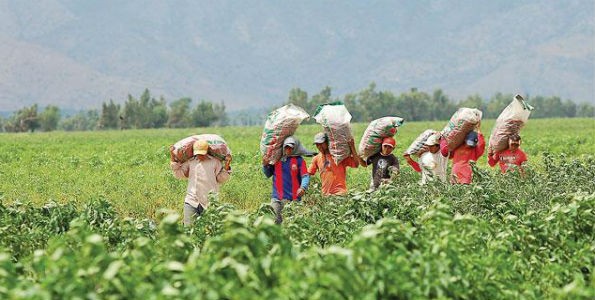 Perú, un potencial de exportación a la India