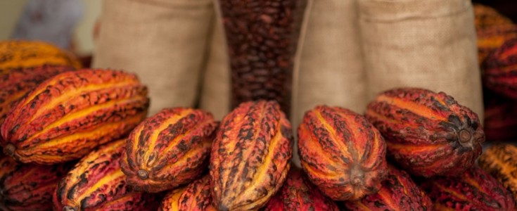 Cacao, quinua, castañas y maca lo más demandado del Perú