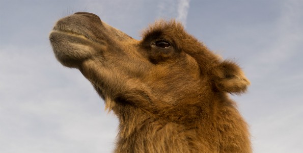 Leche de camella