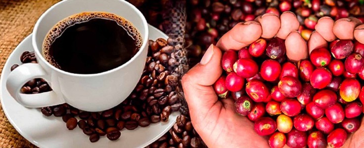 El Café Peruano Conquista el Mundo: Aumento de Exportaciones y Reconocimiento Internacional