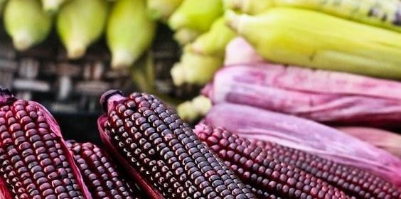 Chefs peruanos rescatan ingredientes nativos para revalorizarlos en la cocina contemporánea