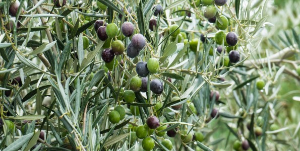 Túnez, potencia en aceite de oliva