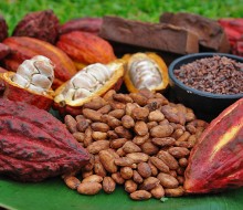 Crece el interés por el cacao nativo