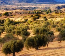 Rutas españolas de aceite de oliva