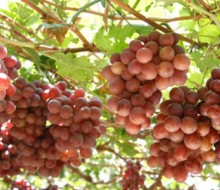 En 2014 se disparó la exportación de uvas