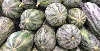 El Zapallo Loche: El ingrediente milenario que define el ADN de la gastronomía del norte peruano