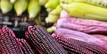 Chefs peruanos rescatan ingredientes nativos para revalorizarlos en la cocina contemporánea