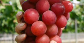 ¿Cómo son las uvas más caras del mundo?